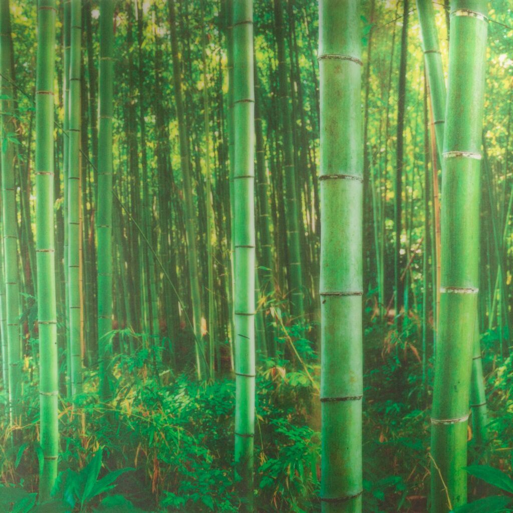 Vitrostatic Bamboo | Fensterfolie Venilia - 67,5x150cm